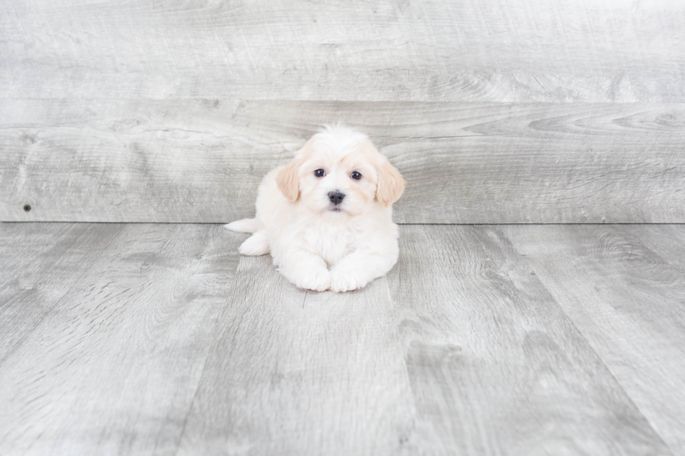 Akc Registered Havanese Purebred Pup