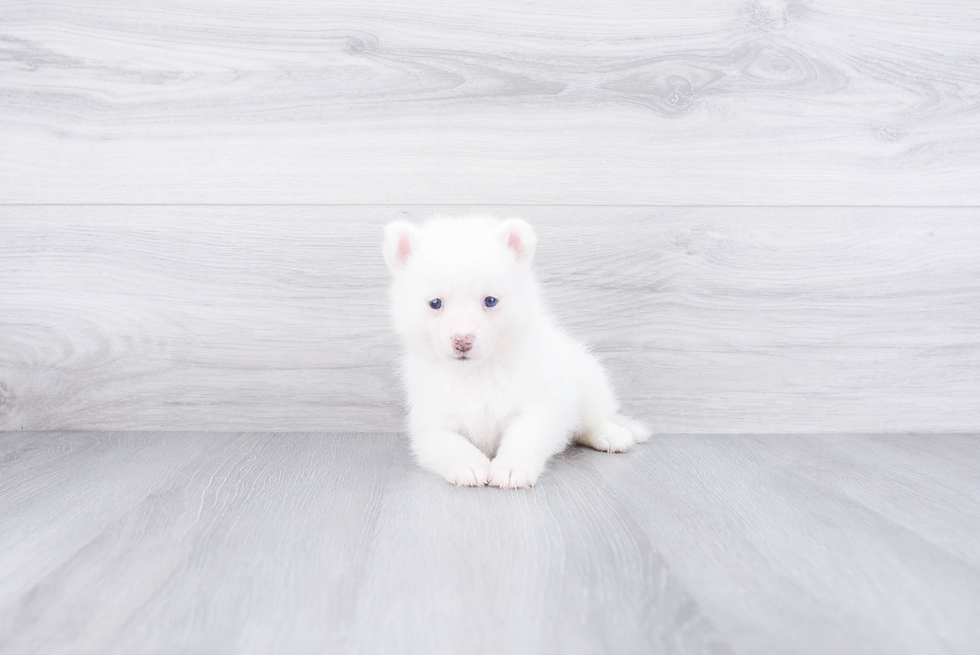 Pomsky Pup Being Cute