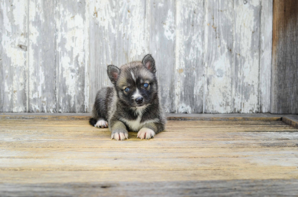 Pomsky Puppy for Adoption