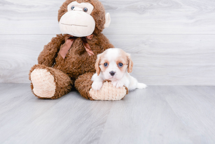 Petite Cavalier King Charles Spaniel Purebred Puppy