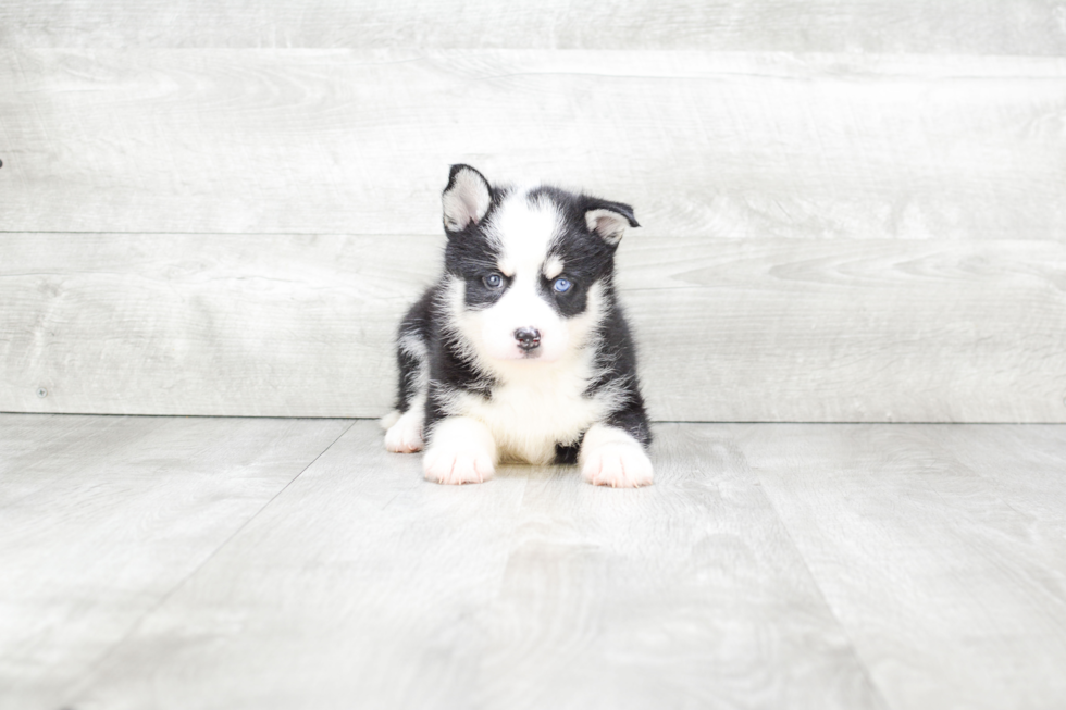 Adorable Mini Husky Designer Puppy