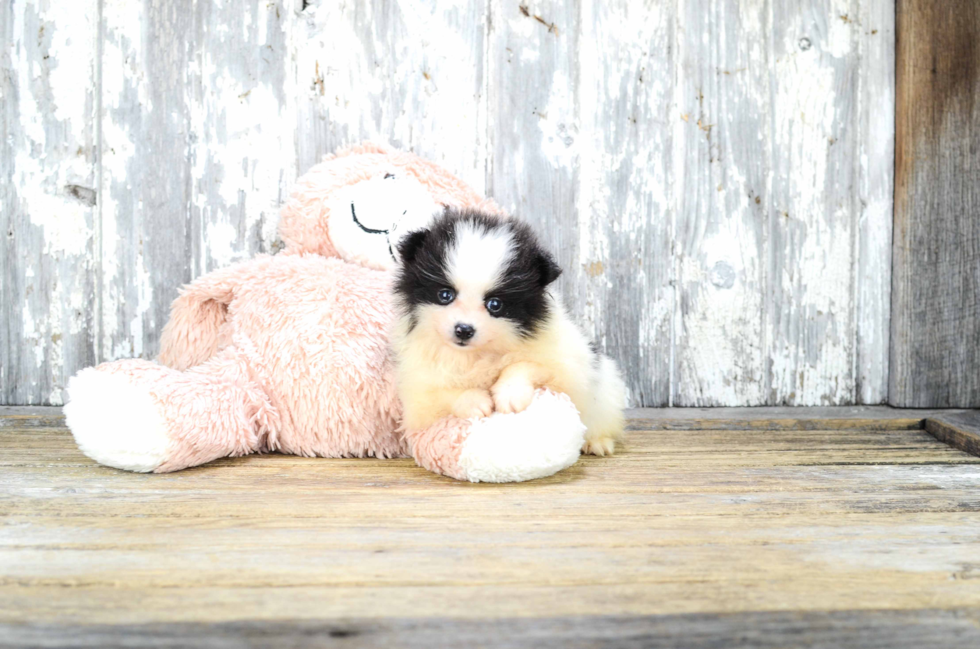 Pomeranian Puppy for Adoption