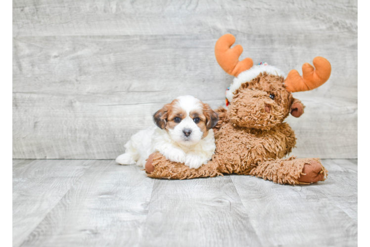 Happy Teddy Bear Baby