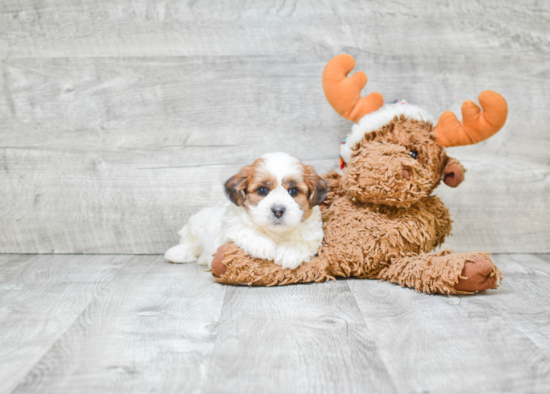 Happy Teddy Bear Baby