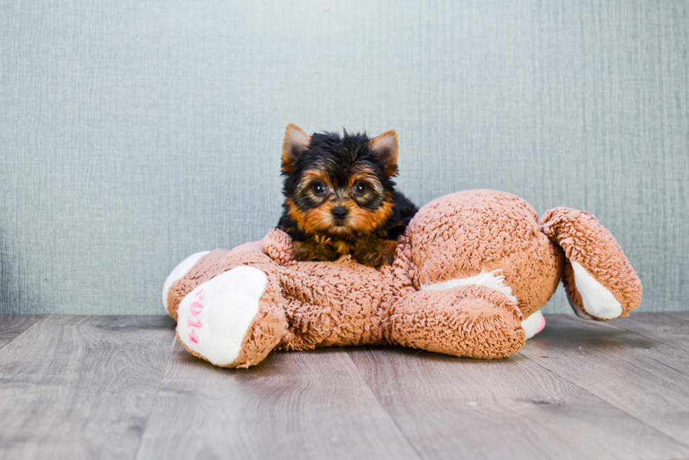 Meet Giselle - our Yorkshire Terrier Puppy Photo 