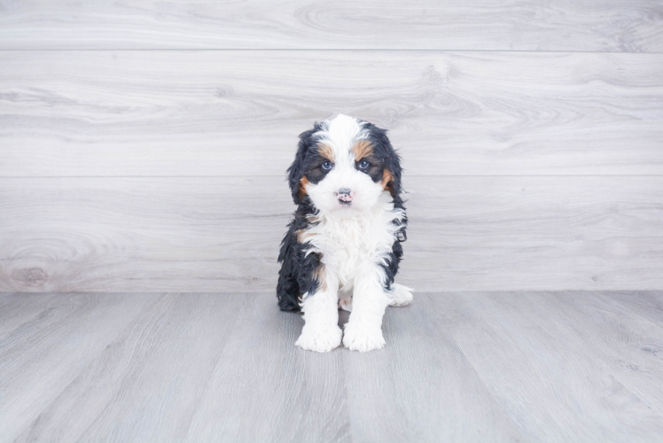 Popular Mini Bernedoodle Poodle Mix Pup