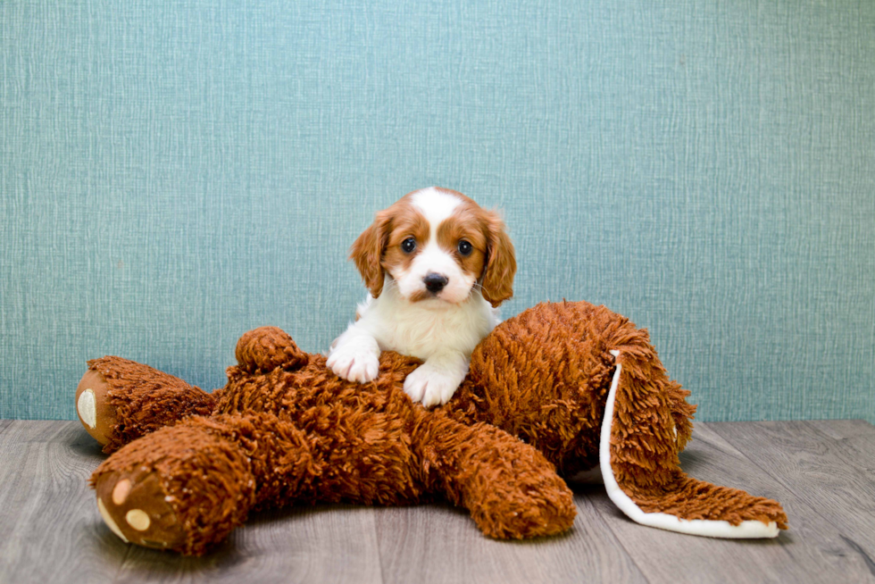 Happy Cavalier King Charles Spaniel Purebred Puppy