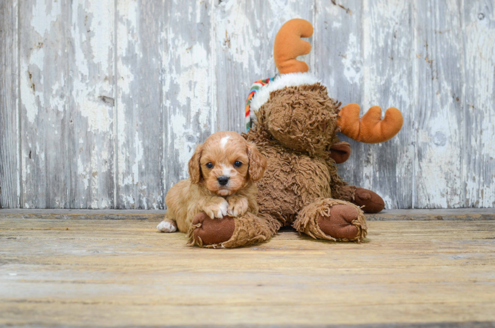 Cavapoo Puppy for Adoption