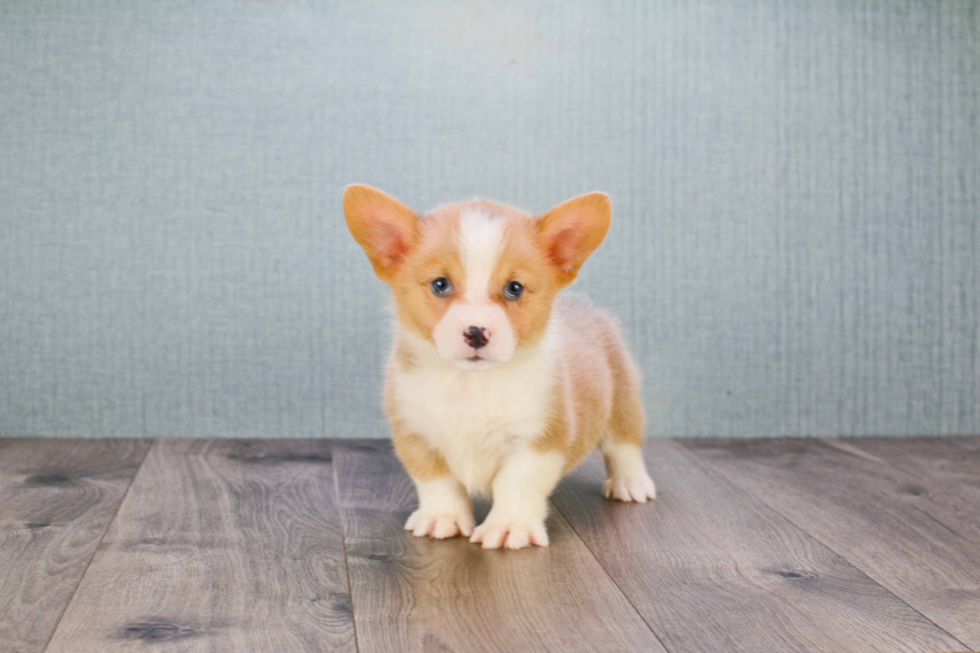 Cute Welsh Corgi Mix Pup