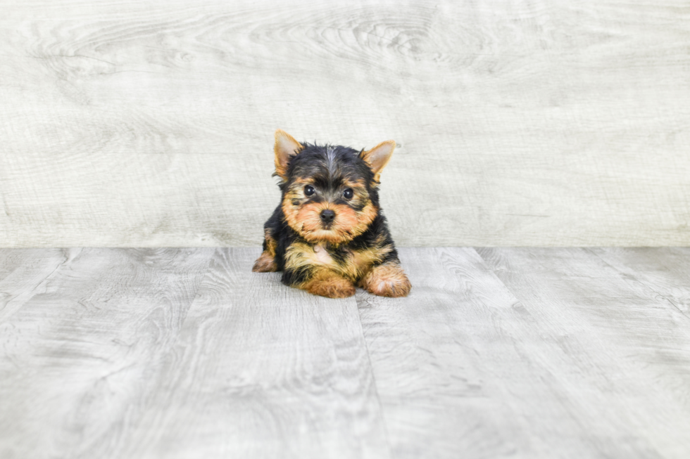 Meet Beckham - our Yorkshire Terrier Puppy Photo 