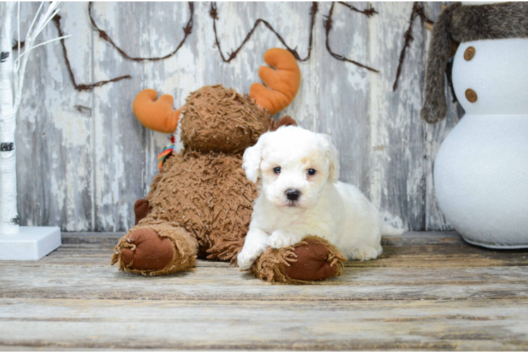 Hypoallergenic Bichon Frise Purebred Pup