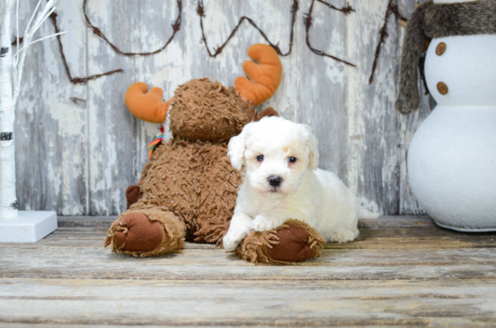 Hypoallergenic Bichon Frise Purebred Pup