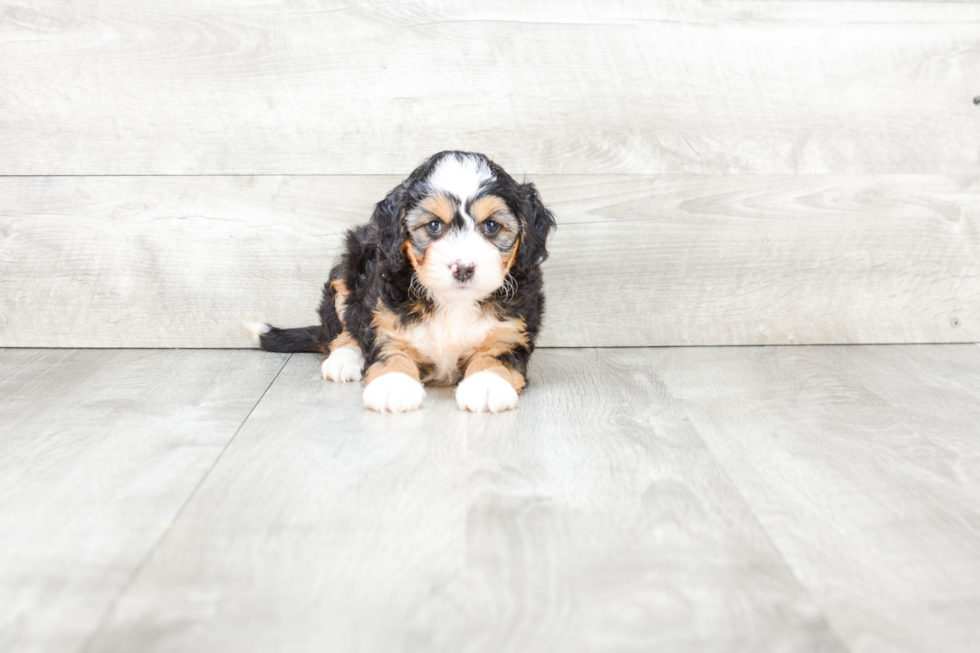 Mini Bernedoodle Pup Being Cute