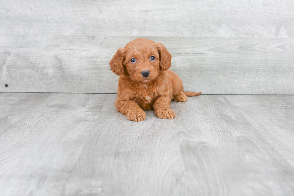 Best Mini Goldendoodle Baby