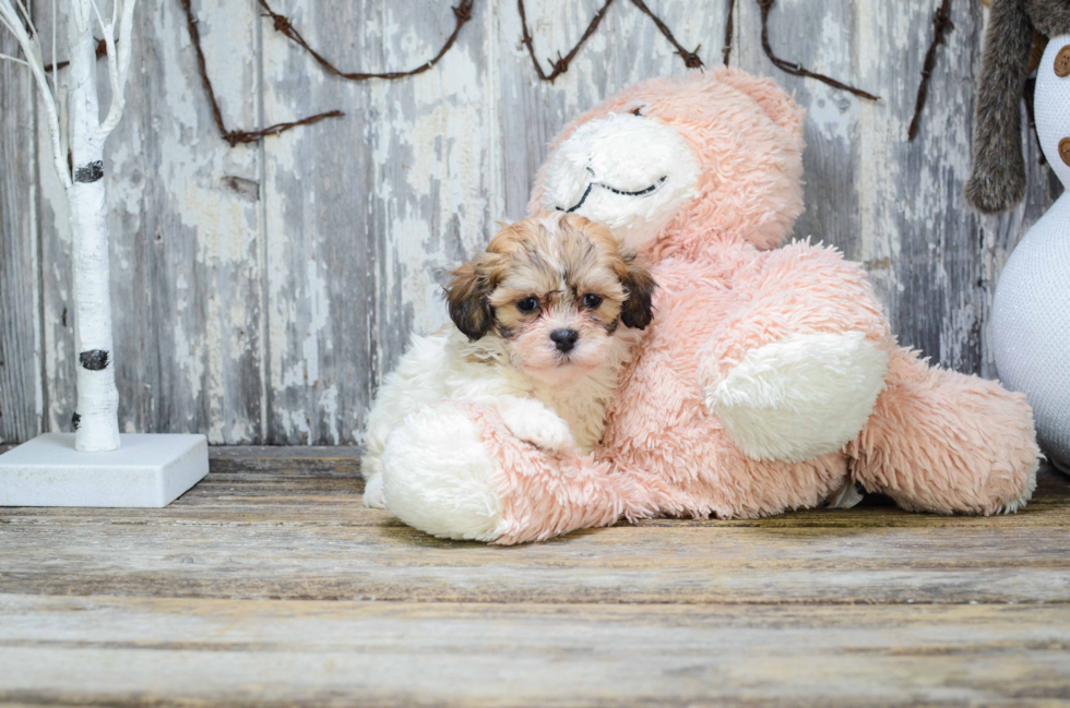 Friendly Teddy Bear Baby