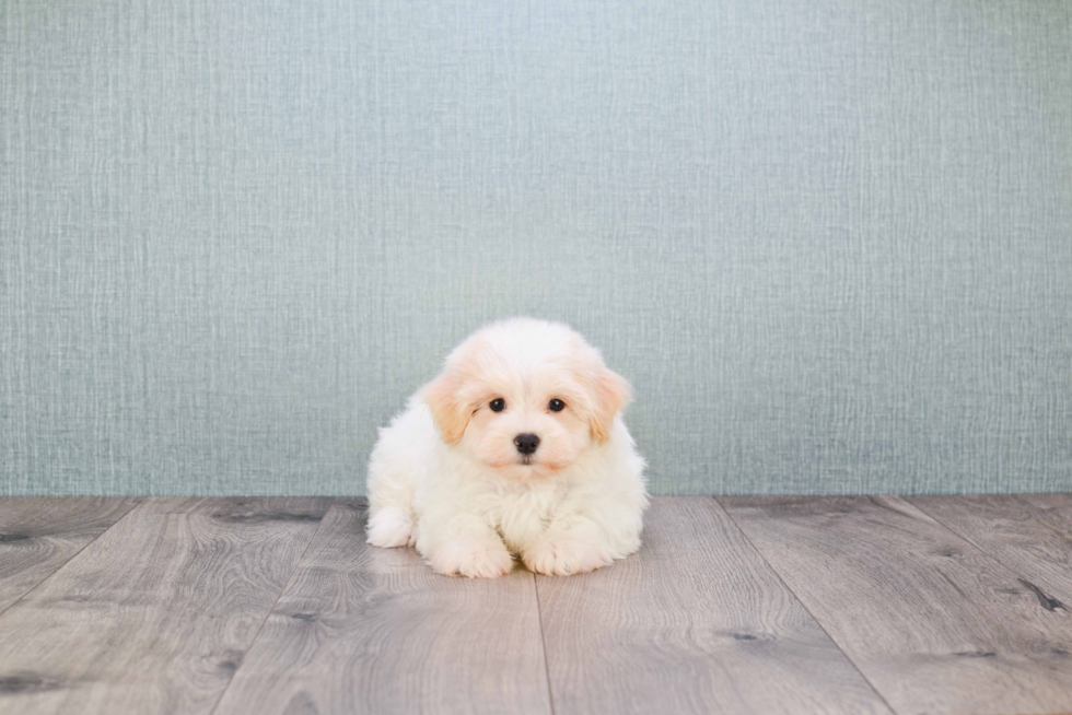 Havanese Pup Being Cute