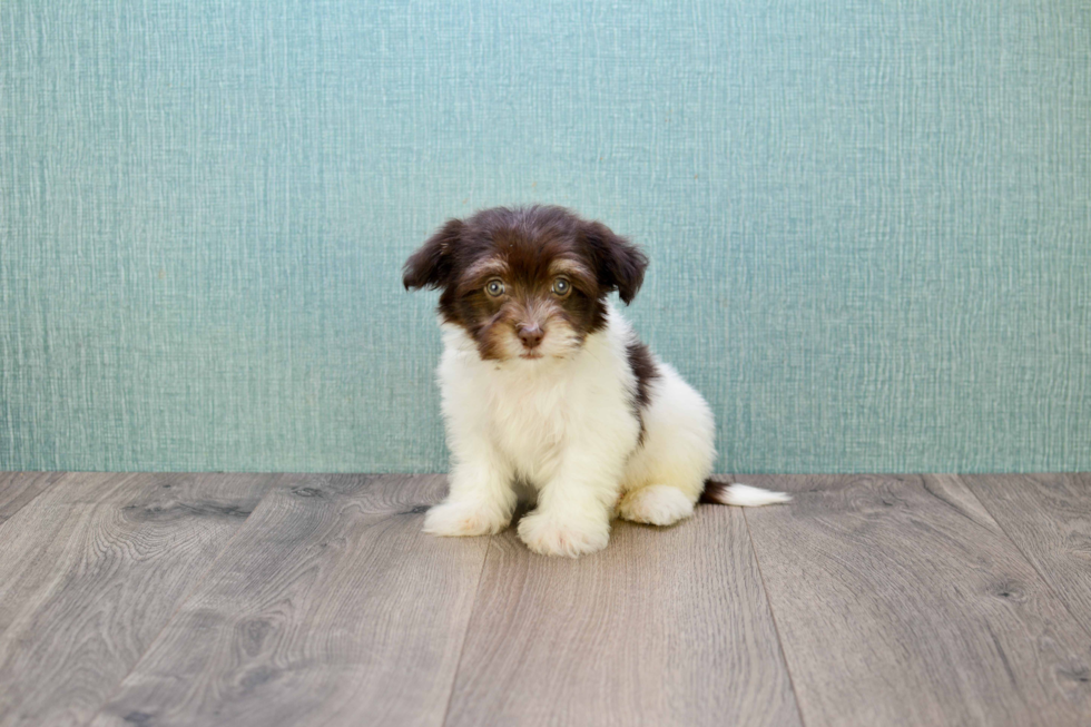 Sweet Havanese Purebred Puppy