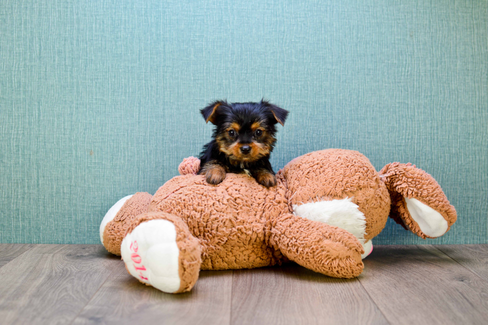 Meet  Joey - our Yorkshire Terrier Puppy Photo 