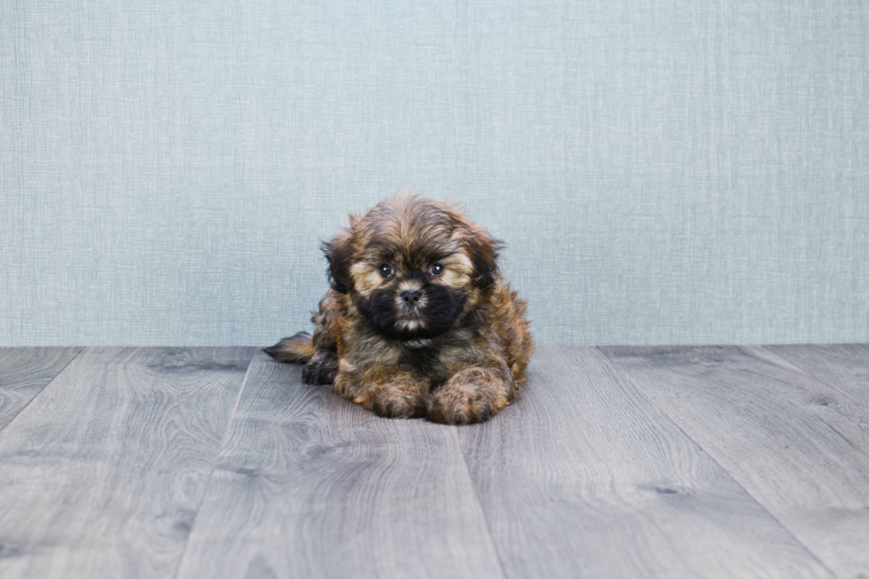 Teddy Bear Puppy for Adoption