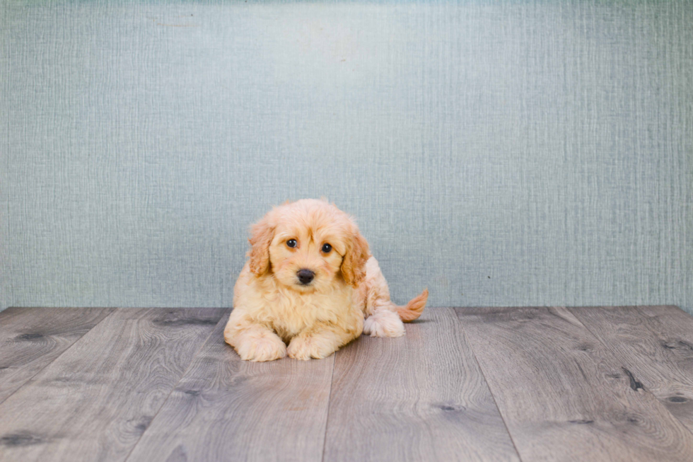 Popular Mini Goldendoodle Poodle Mix Pup