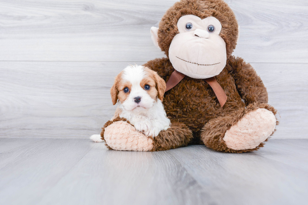 Cavalier King Charles Spaniel Pup Being Cute