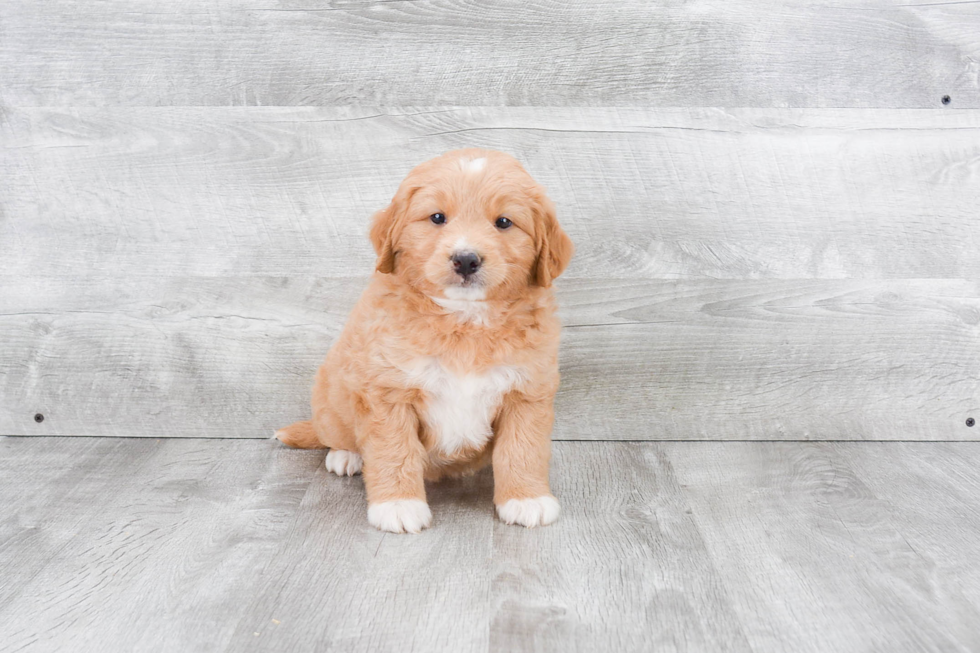 Little Golden Retriever Poodle Mix Puppy