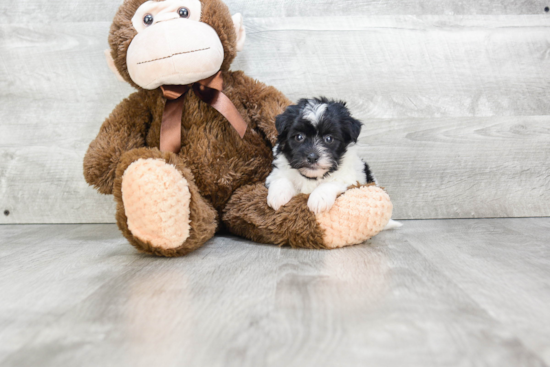 Best Havanese Baby