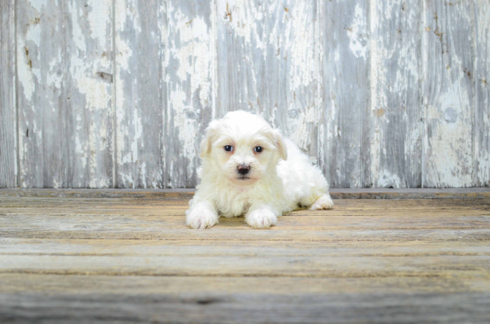 Popular Teddy Bear Designer Pup