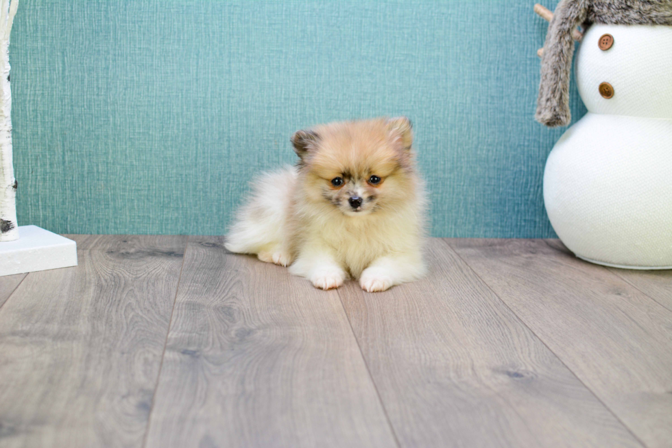 Petite Pomeranian Purebred Puppy