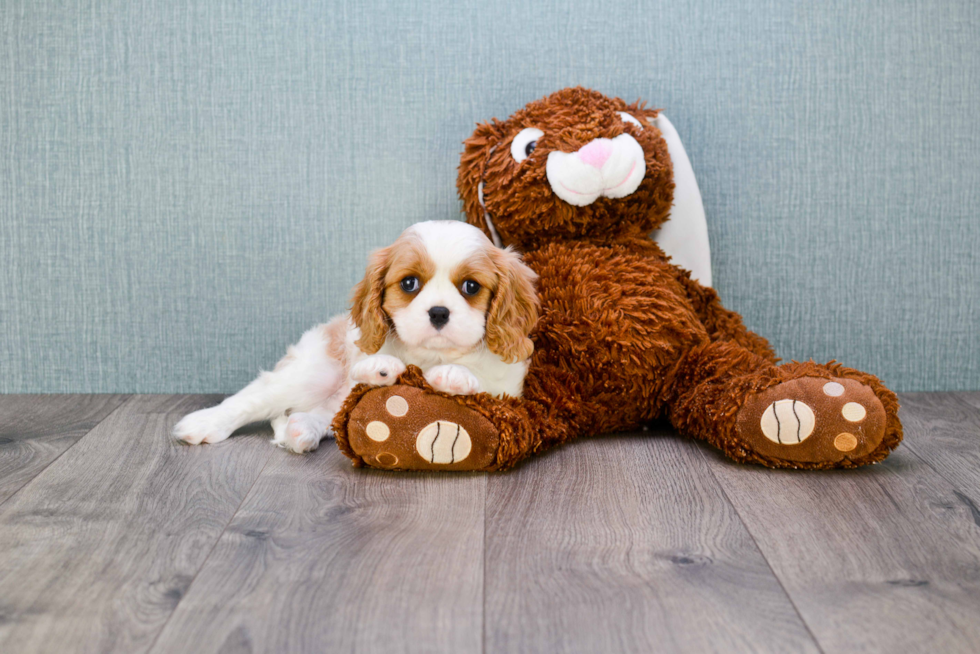 Best Cavalier King Charles Spaniel Baby