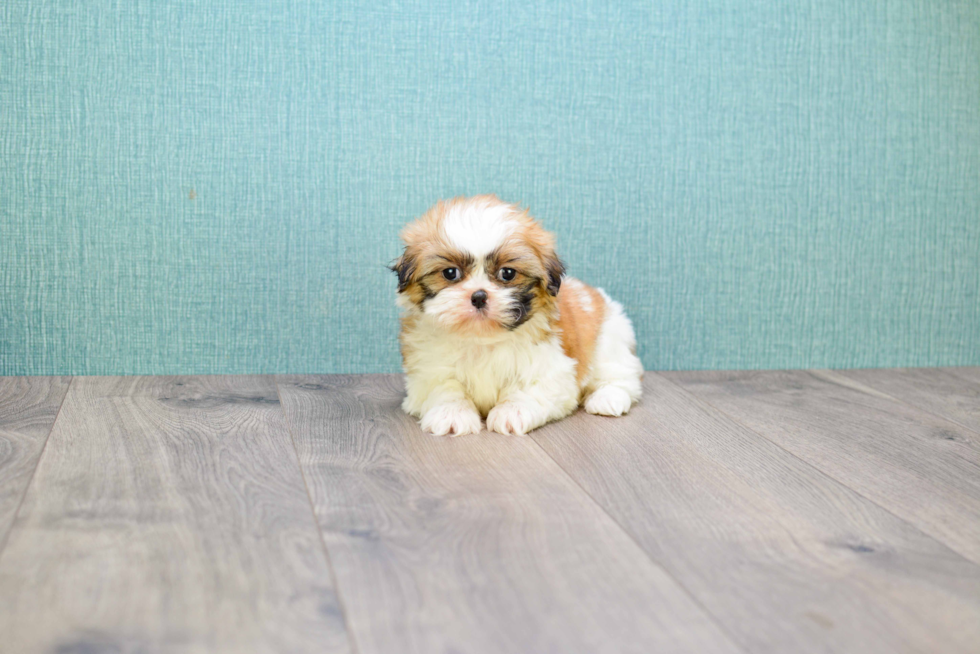 Fluffy Teddy Bear Designer Pup