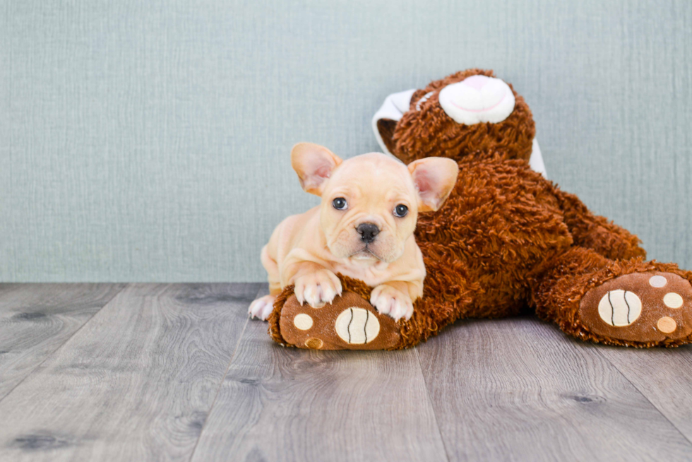 French Bulldog Pup Being Cute