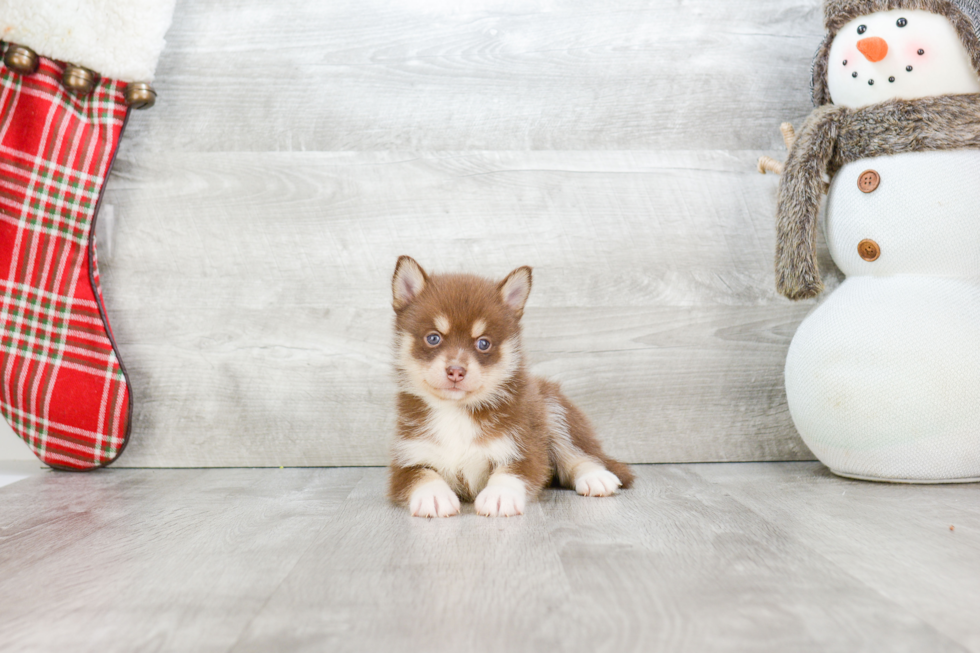 Best Pomsky Baby