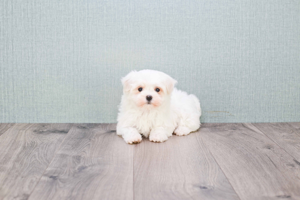 Meet Misty - our Maltipoo Puppy Photo 