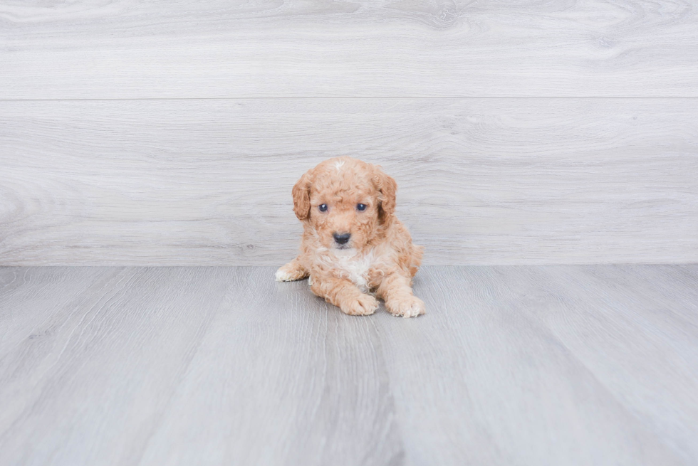 Cavapoo Puppy for Adoption