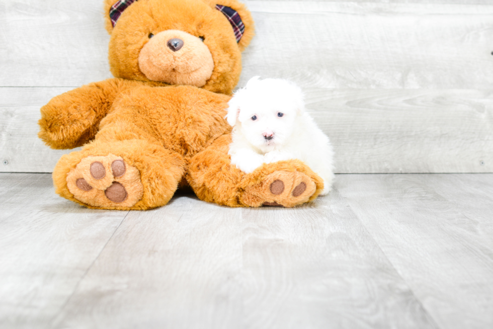 Smart Havanese Purebred Puppy