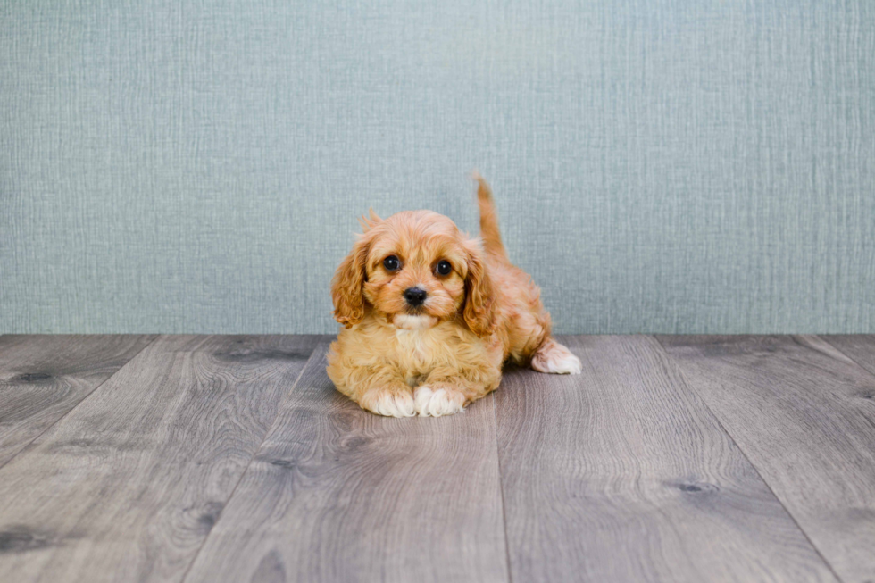 Cavapoo Puppy for Adoption