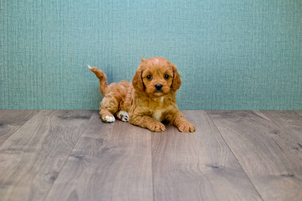 Cute Cavapoo Baby