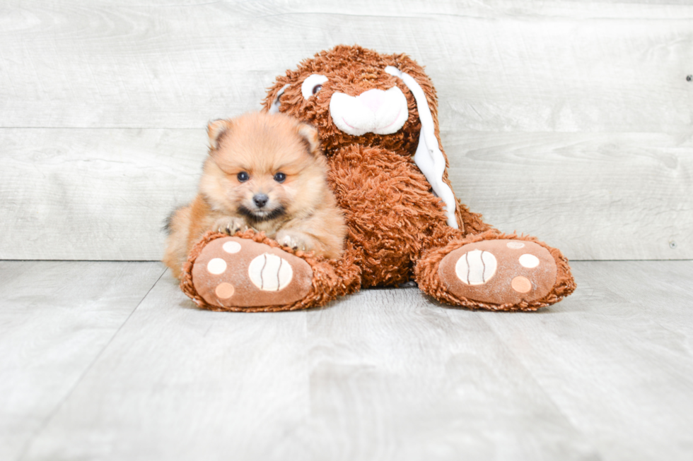 Pomeranian Pup Being Cute