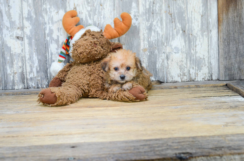 Popular Morkie Designer Pup