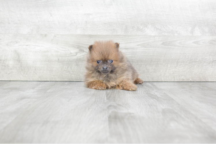 Akc Registered Pomeranian Purebred Pup