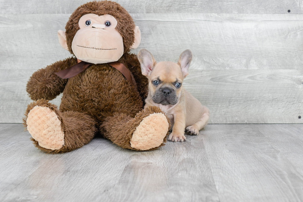 Friendly French Bulldog Baby