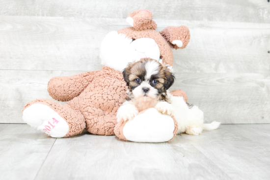 Petite Teddy Bear Designer Pup