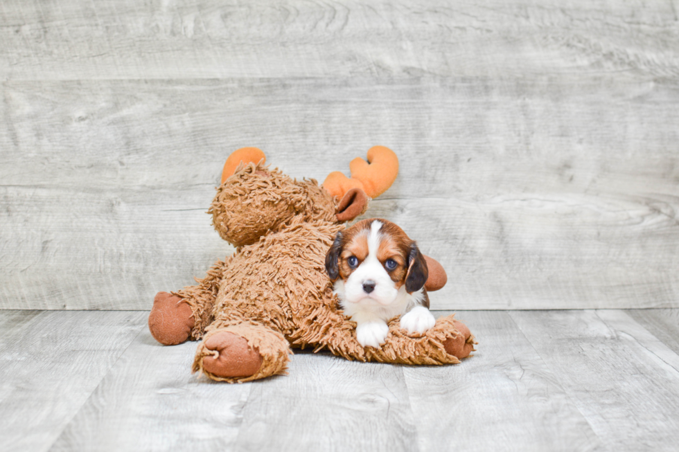 Cavachon Pup Being Cute