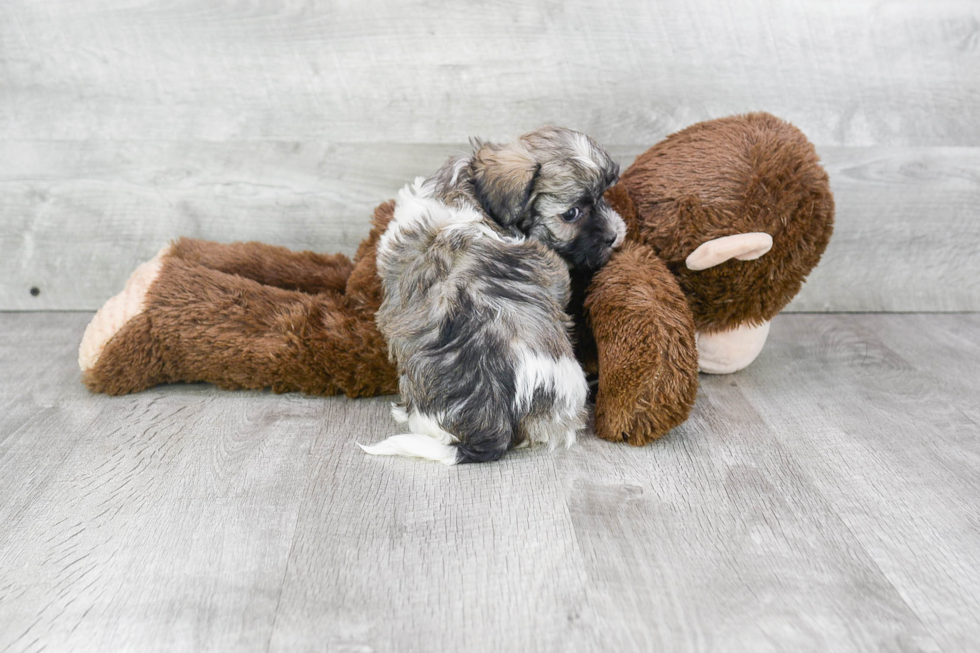 Little Havanese Purebred Pup