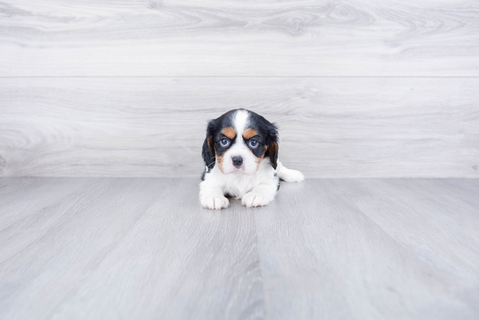 Little Cavalier King Charles Spaniel Purebred Pup