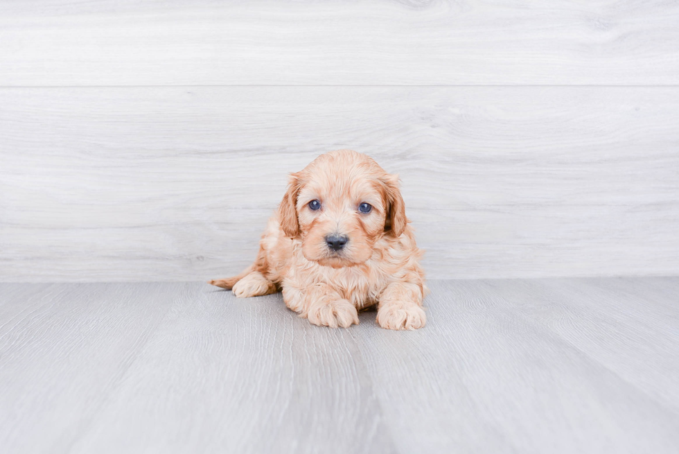 Playful Cavoodle Poodle Mix Puppy