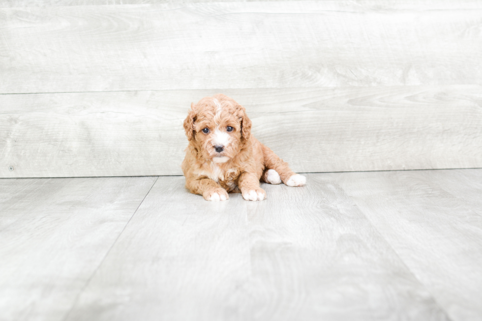 Cavapoo Pup Being Cute