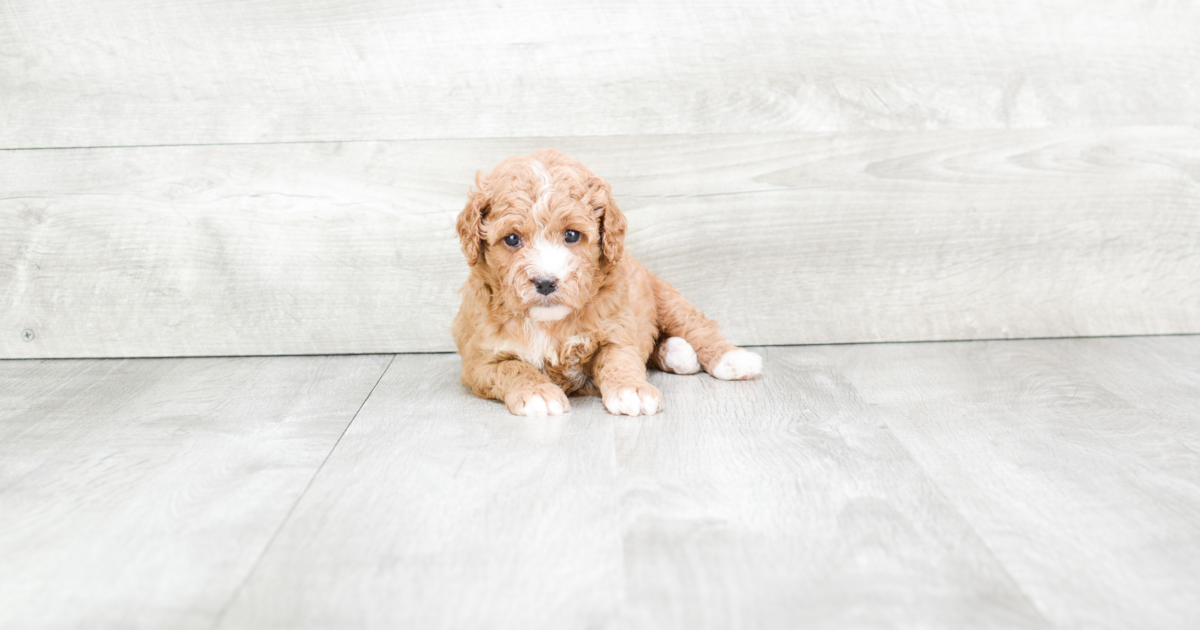Smart Cavapoo Caitlin: 4lb 2oz Doodle Puppy