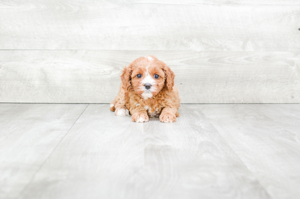 Best Cavapoo Baby